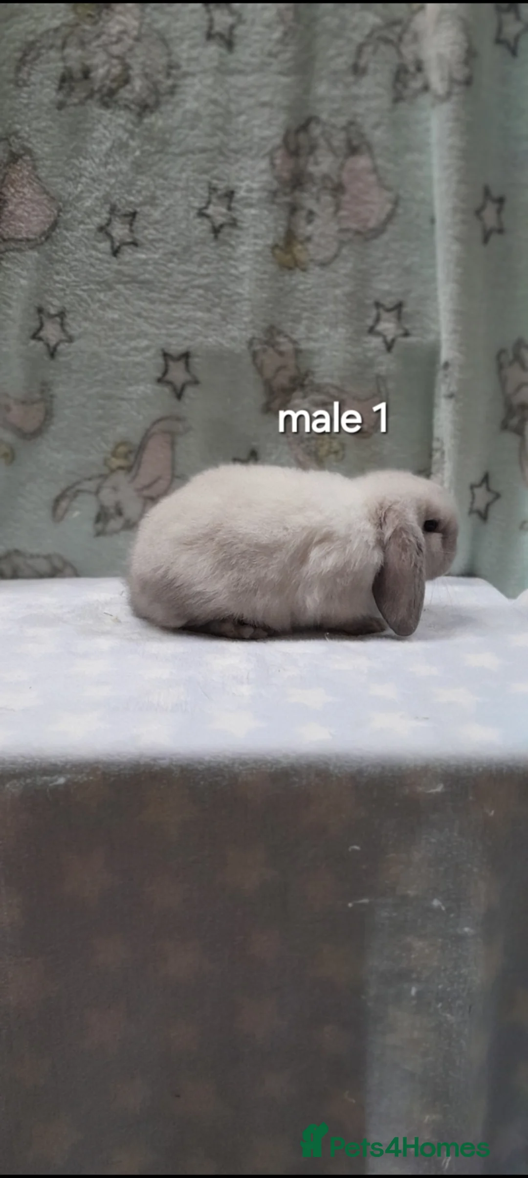 Mini Lop rabbits for sale: Gorgeous purebred mini lops  - Advert 2
