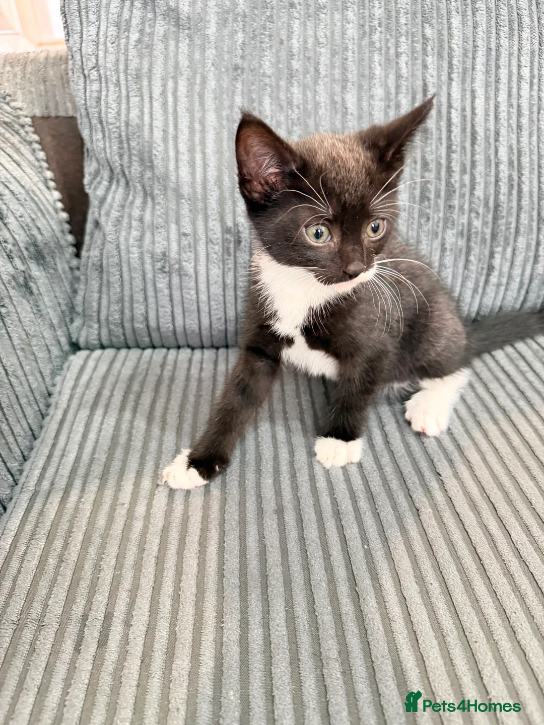 Mixed Breed cats for sale: Kittens - Advert 15