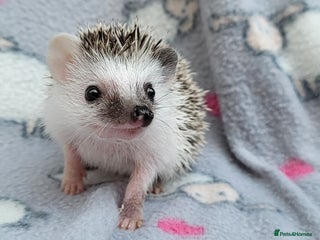 Pygmy Hedgehog rodents for sale: African Pygmy Hedgehog Hoglets - Advert 2