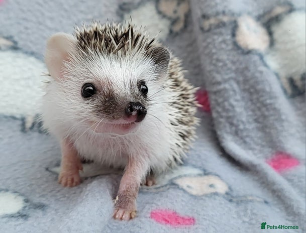 Pygmy Hedgehog rodents African Pygmy Hedgehog Hoglets - Advert 5
