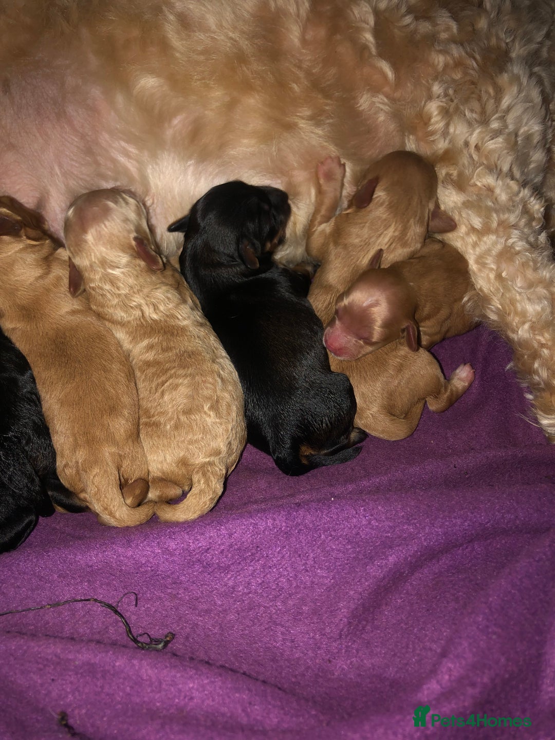 Cockapoo dogs for sale: Cockapoo puppies  - Advert 3