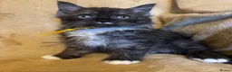 Ragcoon cats for sale: Beautiful Ragcoons - Advert 7