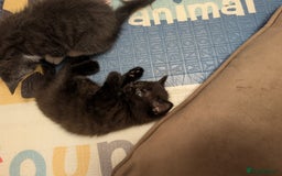 Domestic Shorthair cats for sale: Kittens - Image 2