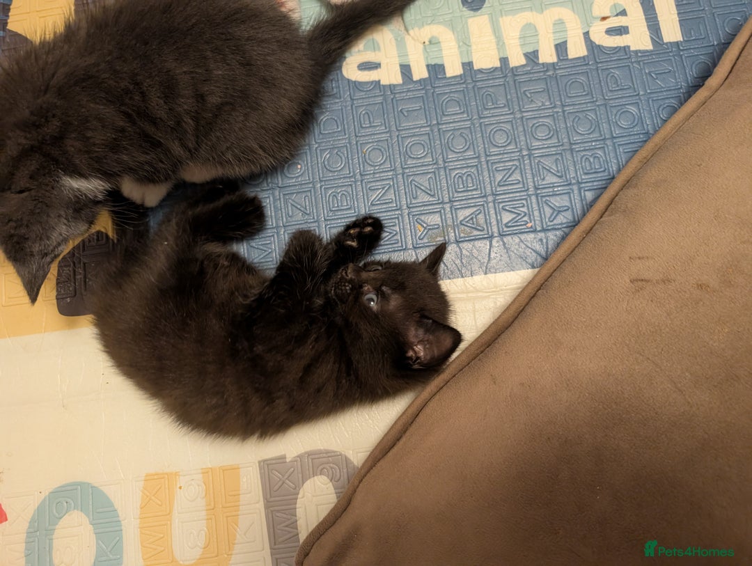 Domestic Shorthair cats for sale: Kittens - Image 2