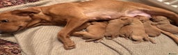 Labrador Retriever dogs for sale: Stunning kc fox red Labrador puppies  - Advert 2
