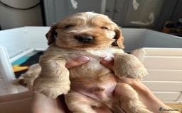 Cocker Spaniel dogs for sale: Extremely  - Image 1