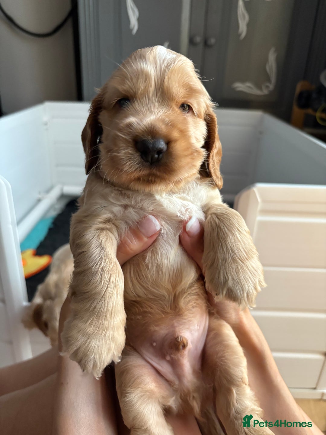 Cocker Spaniel dogs for sale: Extremely  - Image 1