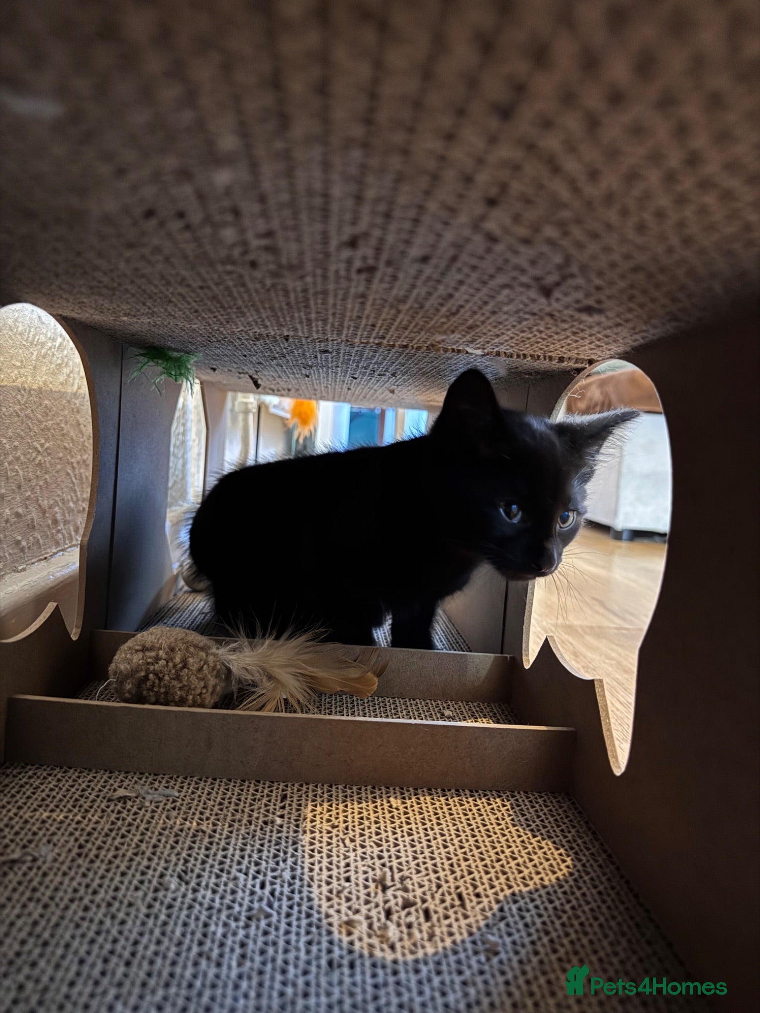 Mixed Breed cats Lovely Male Kitten Ready for His Forever Home 🐾 - Advert 1
