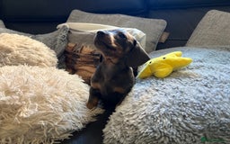 Miniature Dachshund dogs for sale: Adorable Blue and Tan puppies  - Image 12
