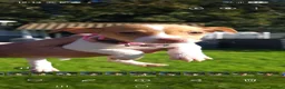 Jack Russell dogs for sale: Beautiful Jack Russell puppies - Advert 13