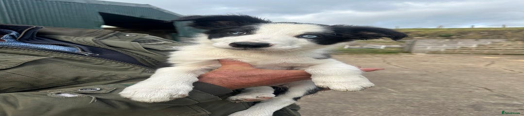 Border Collie Puppy 2