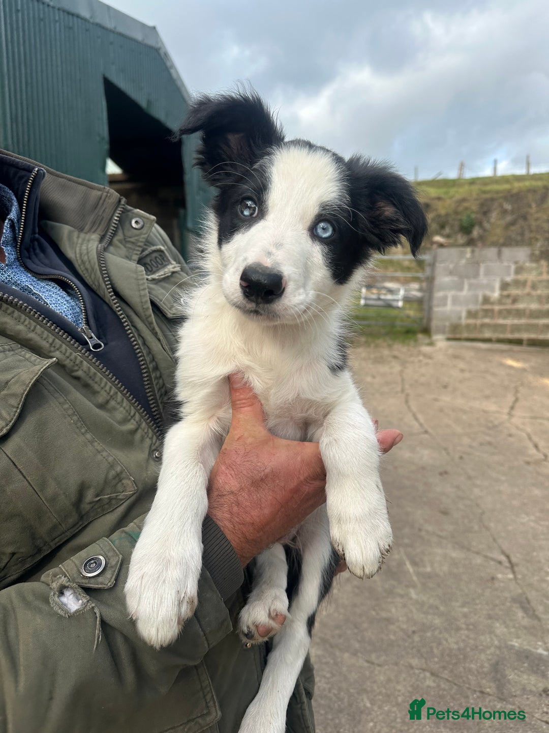 Border Collie dogs for sale: 2 Male border collie pups  - Image 3