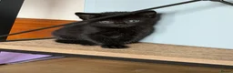 Mixed Breed cats for sale: Mixed Breed Of Black Kittens  in Coventry - Advert 9
