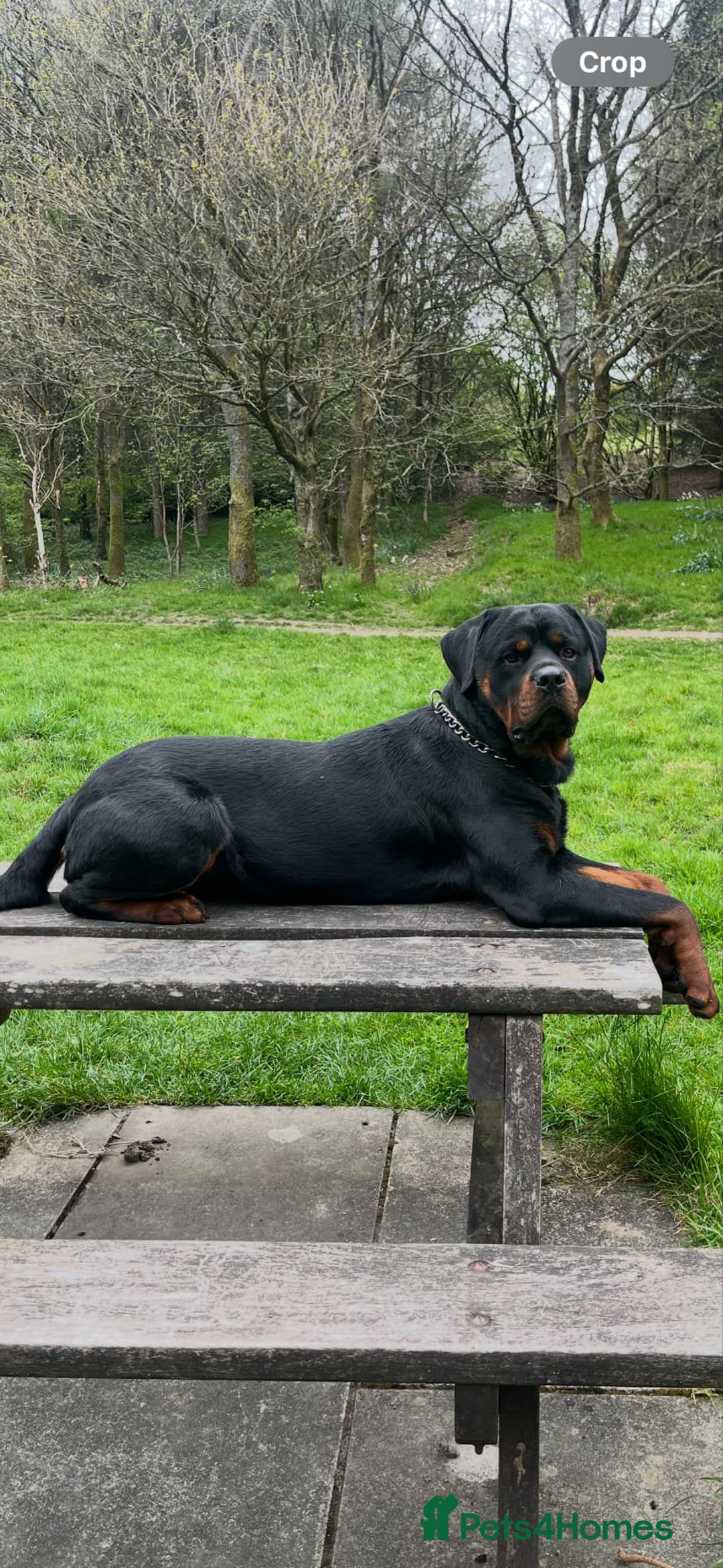 Rottweiler dogs for sale: Top quality German bred rottweilers - Image 4