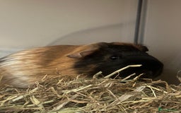 Guinea Pig rodents for sale: Guinea Pig - Brothers - Image 4
