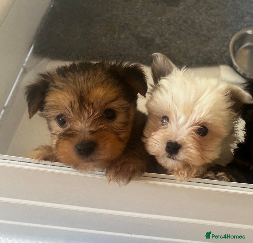 Yorkshire Terrier dogs Yorkshire pups for sale  - Advert 5