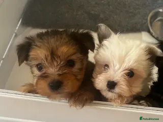 Yorkshire Terrier dogs Yorkshire pups for sale - Advert 5
