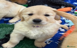 Golden Retriever dogs for sale: Handsome male golden retriever puppies for sale - Image 6