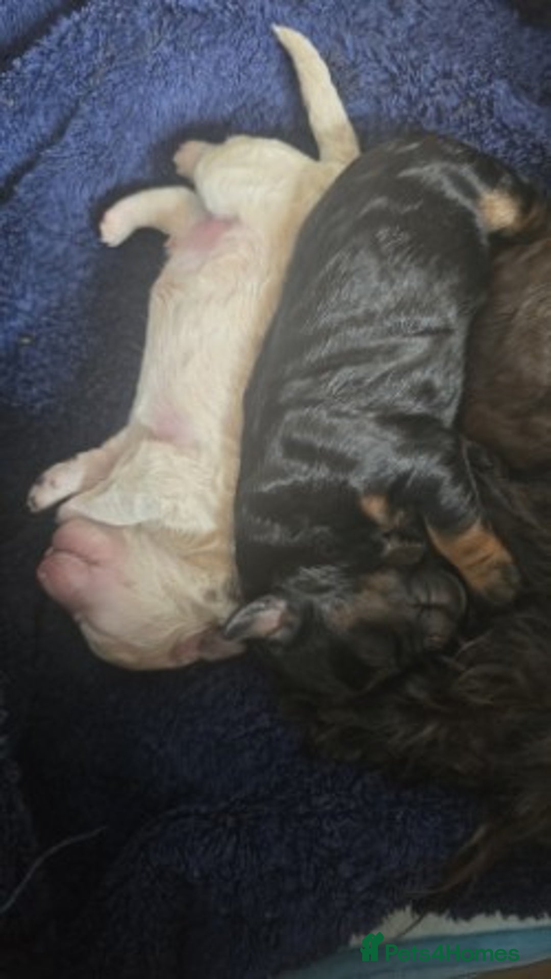 Shihpoo dogs for sale: 🐾 Adorable Shihpoo Puppies 🐾 - Image 9