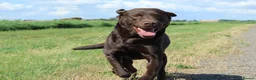 Labrador Retriever dogs for sale: Lovely, well bred Working Type Chocolate Lab.  - Advert 4