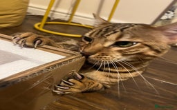Bengal cats for sale: Salvador - bengal cat - Image 7
