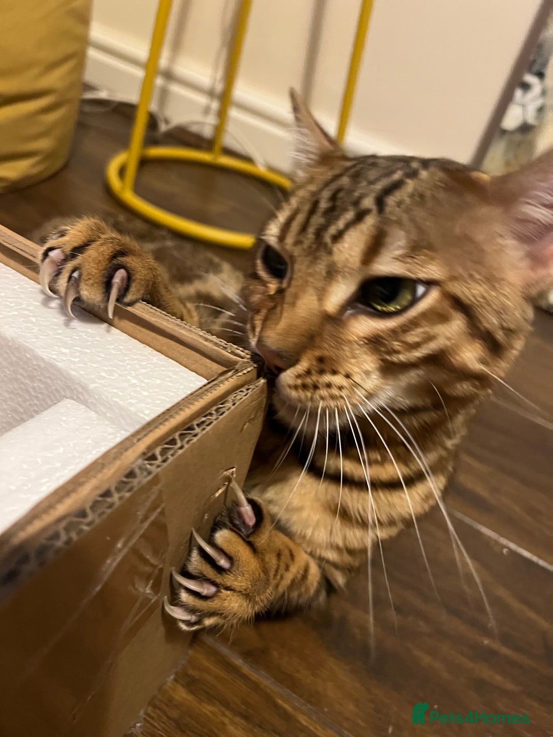 Bengal cats for sale: Salvador - bengal cat - Image 7