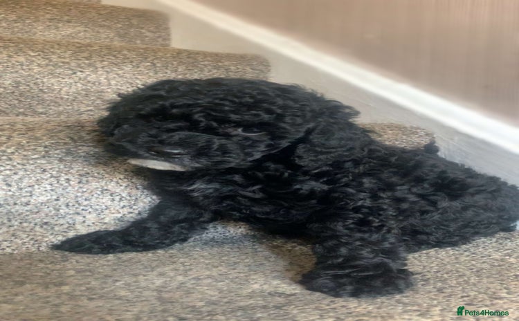 Cockapoo dogs - Advert 15