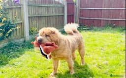 Shar Pei dogs for sale:  Bear coat Sharpi female   - Image 1