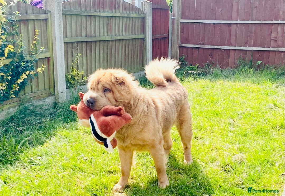 Shar Pei dogs for sale:  Bear coat Sharpi female   - Image 1