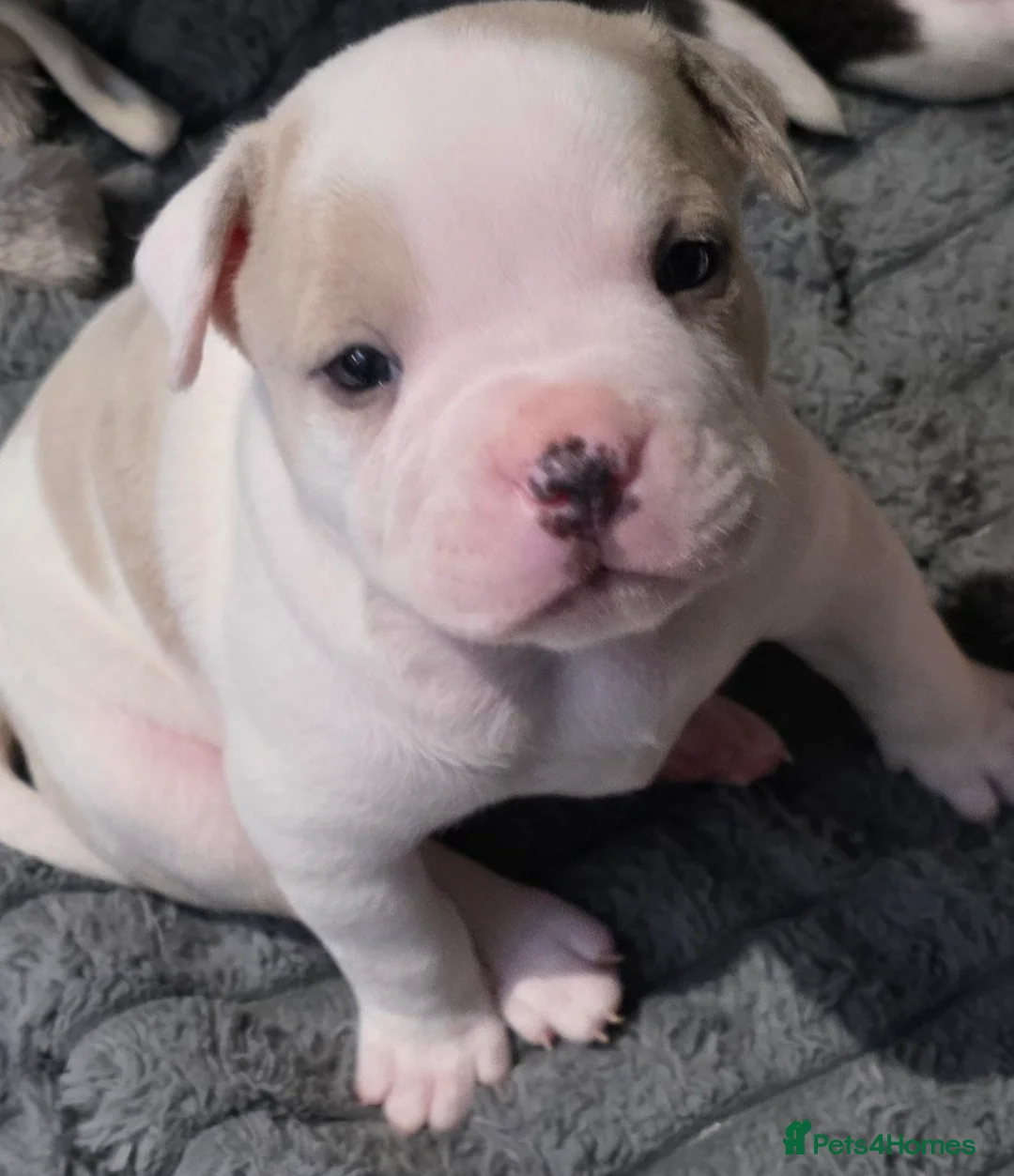 Staffordshire Bull Terrier dogs for sale: Staffy x female pups - Advert 2