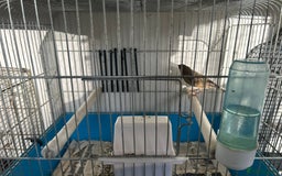 Canaries birds for sale: Canaries  - Image 5