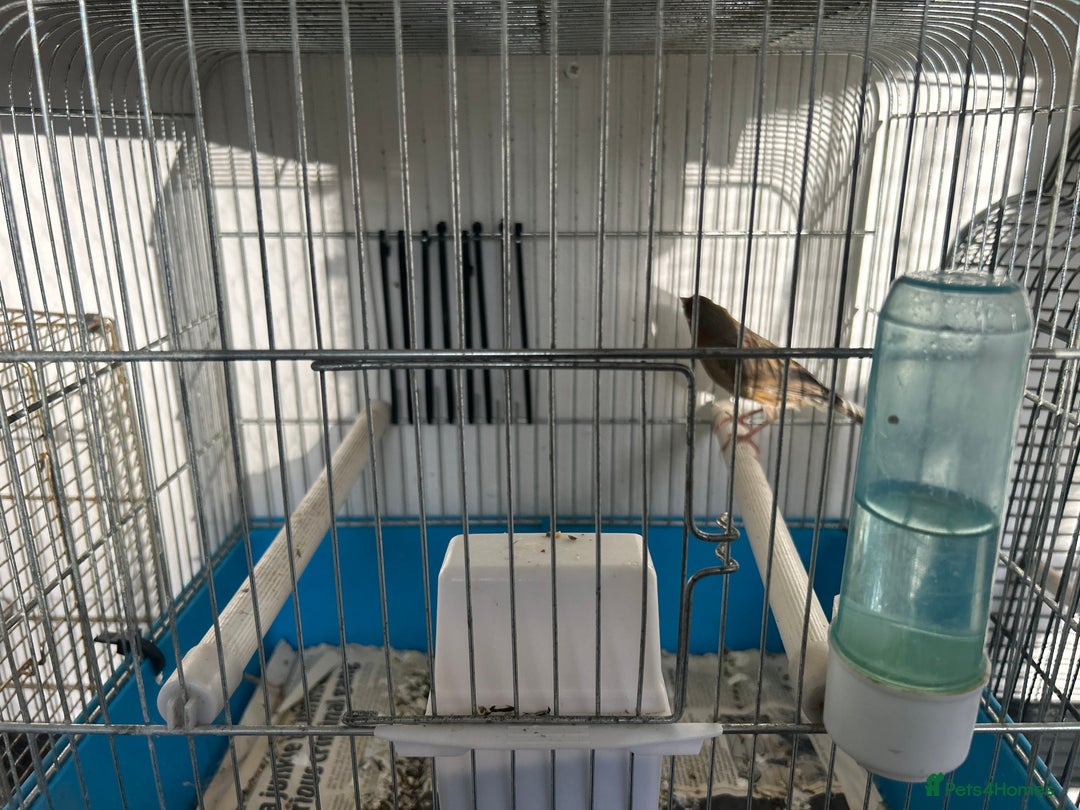 Canaries birds for sale: Canaries  - Image 5
