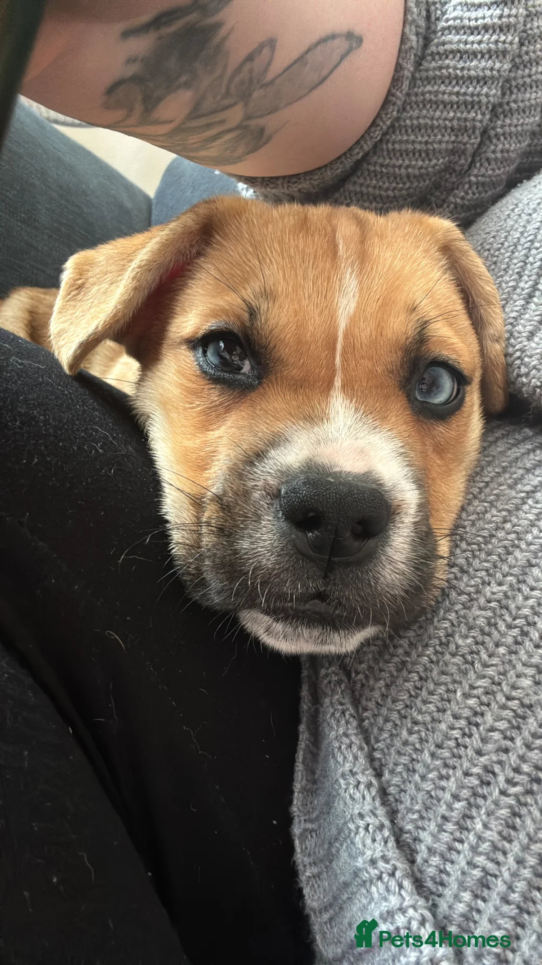 Mixed Breed dogs for sale: Beautiful girl looking for forever home in Wolverhampton - Advert 2