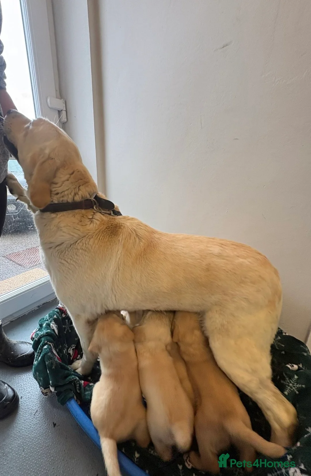 Labrador Retriever dogs for sale: Labrador pups - Advert 3