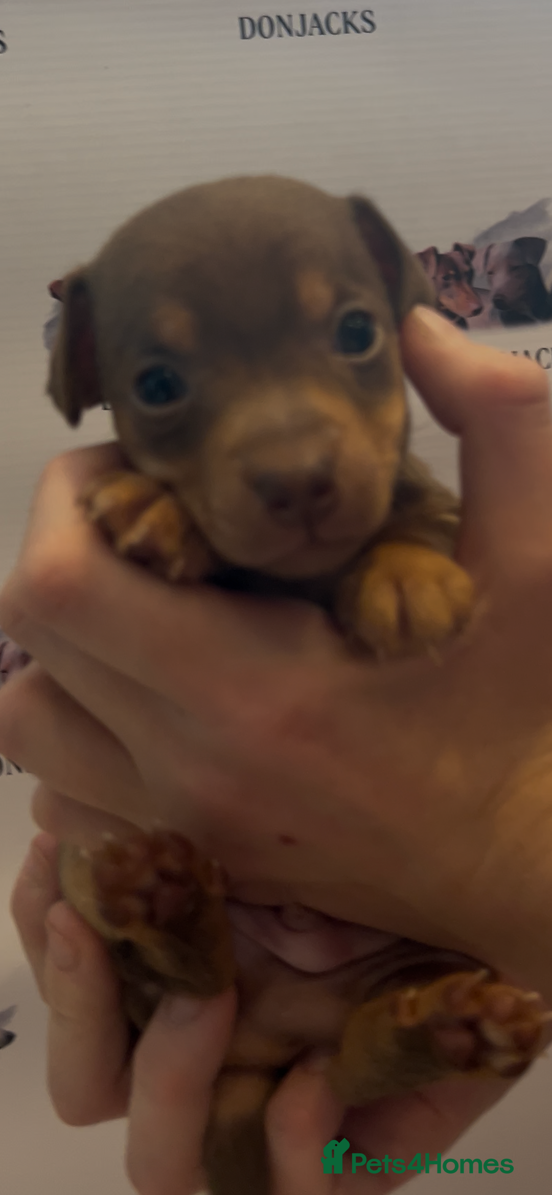 Jack Russell dogs for sale: READY NOW - beautiful tiny choc babies! 1 girly  - Image 23