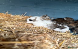 Harlequin rabbits for sale: Harlequin Baby rabbits for sale   - Image 20
