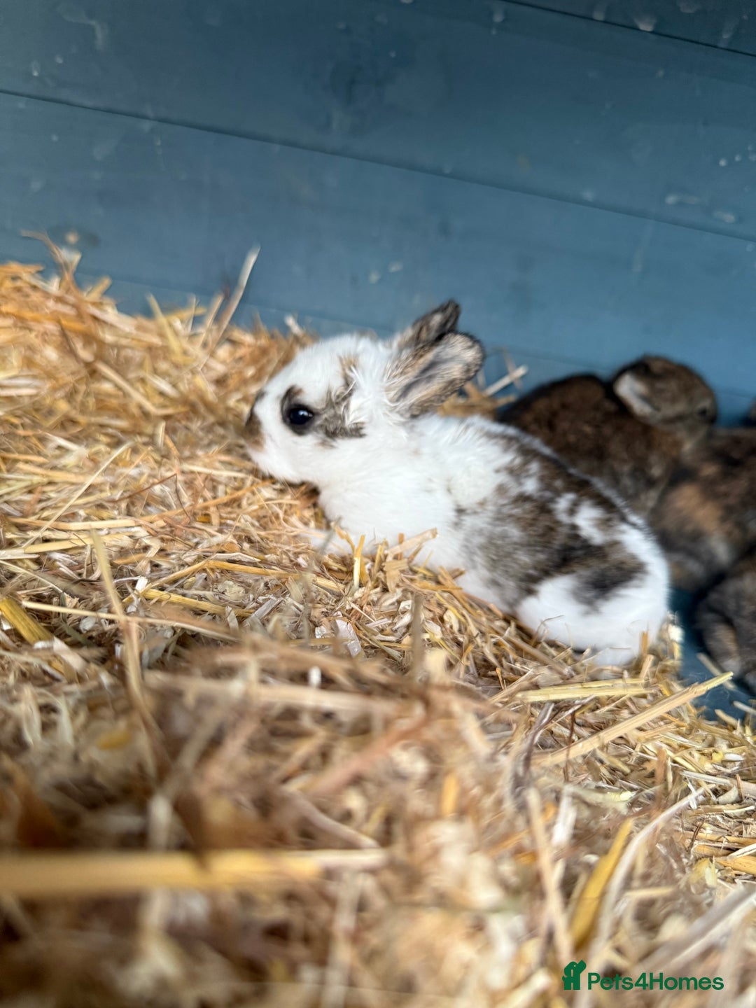Harlequin rabbits for sale: Harlequin Baby rabbits for sale   - Image 20