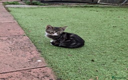 British Longhair cats for sale: 3 beautiful kittens for sale (ready to leave asap) - Image 2
