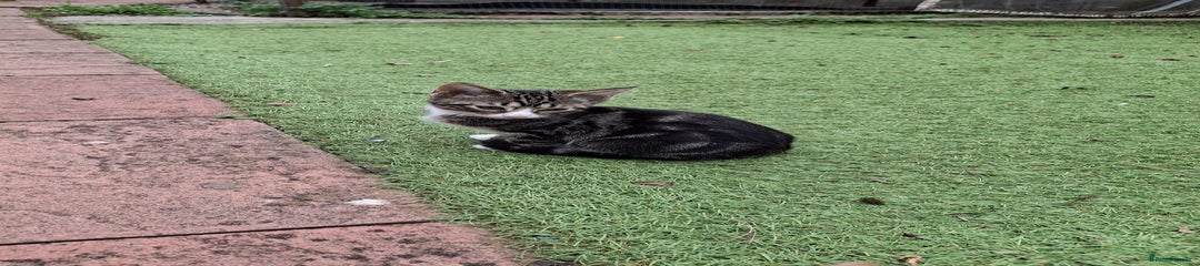 British Longhair Kitten 2