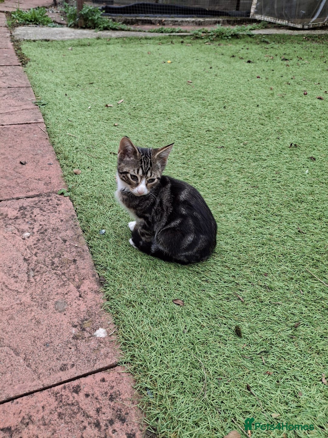 British Longhair cats for sale: 3 beautiful kittens for sale (ready to leave asap) - Image 2