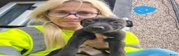 Lurcher dogs for sale: Collie bull greys - Advert 7