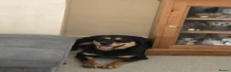 Mixed Breed dogs for sale: Staffy x shepherd in need of a home - Advert 5