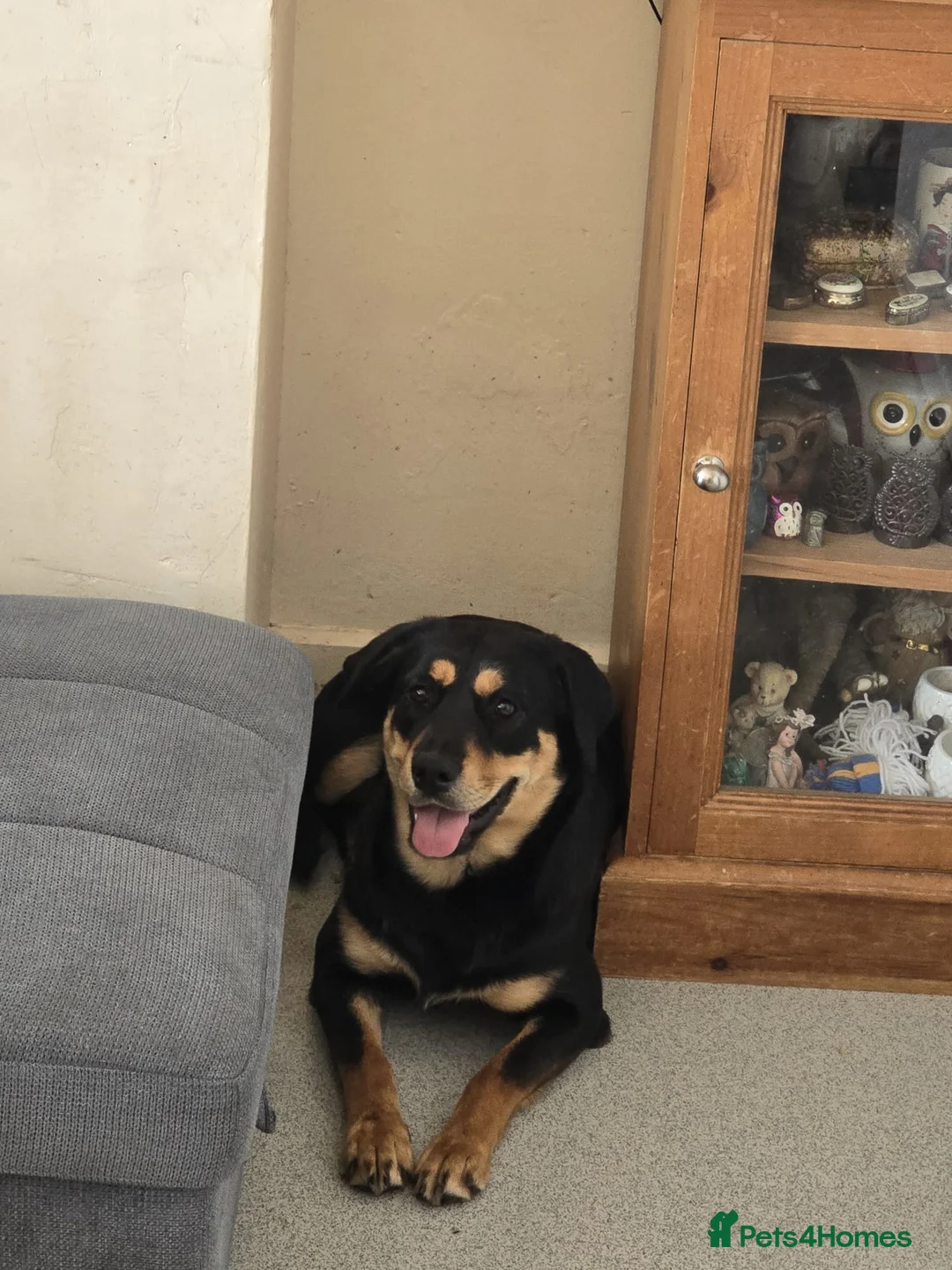 Mixed Breed dogs for sale: Staffy x shepherd in need of a home - Advert 5
