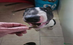 English Bull Terrier dogs for sale: 8 1/2 months old - Image 5