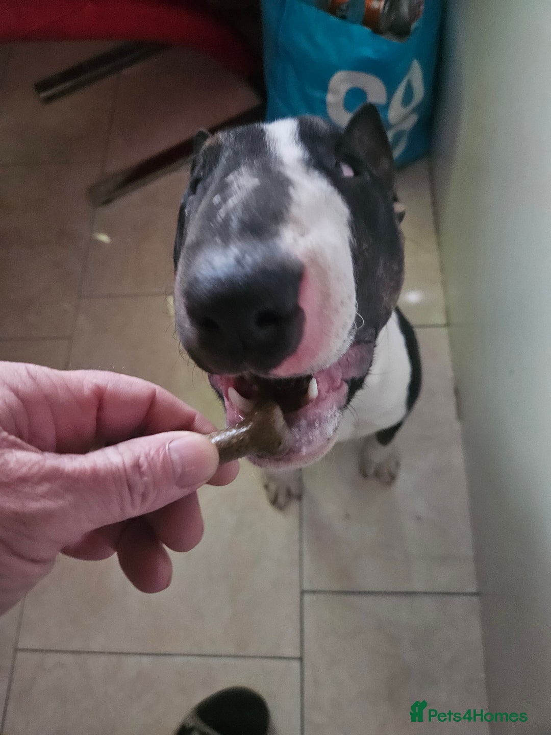 English Bull Terrier dogs for sale: 8 1/2 months old - Image 5