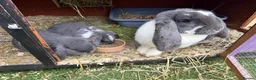 French Lop rabbits for sale: French lops  - Advert 6
