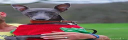 Whippet dogs for sale: Whippets  - Advert 10