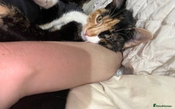 Mixed Breed cats for sale: Playful adorable kittens  - Advert 2