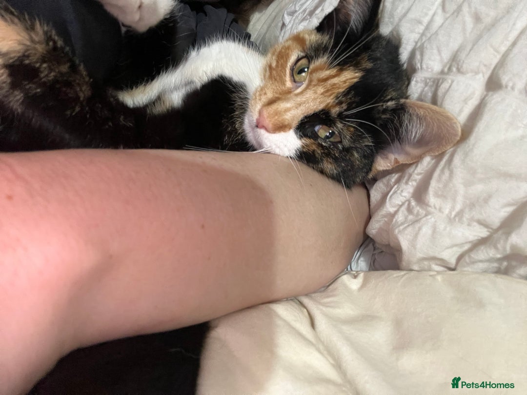 Mixed Breed cats for sale: Playful adorable kittens  - Advert 2