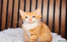 Mixed Breed cats for sale: 🎃 4 Pumpkin Gingers & 2 Phantom Kittens 👻 - Image 21
